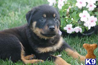 Rottweiler Puppies for Sale